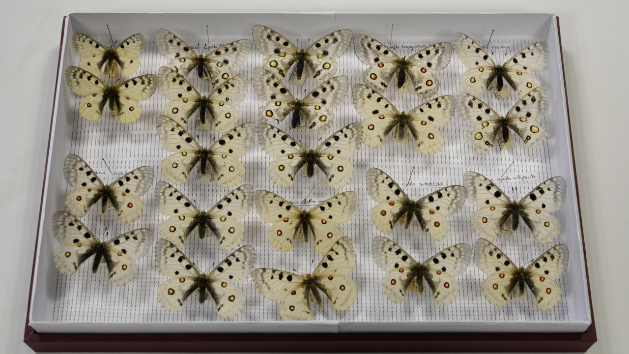 Imagen representativa de la Colección de Zoología Histórica