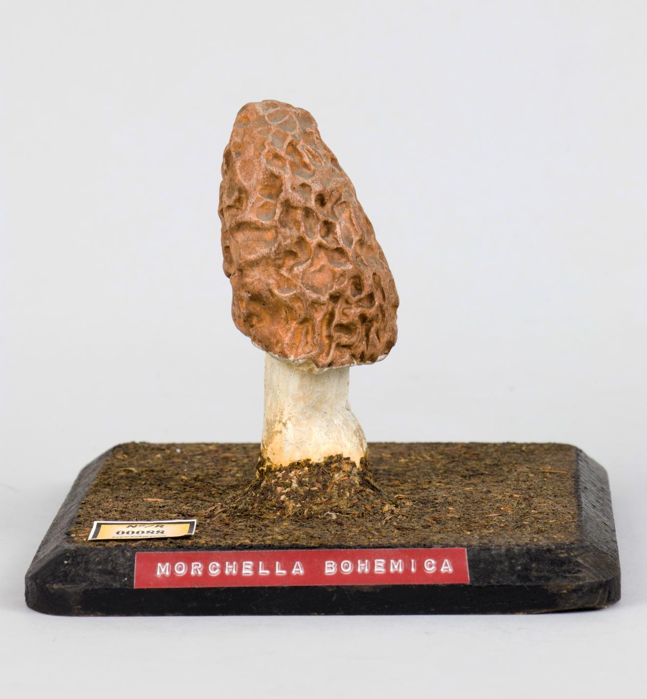 Modelo de Morchella bohemica