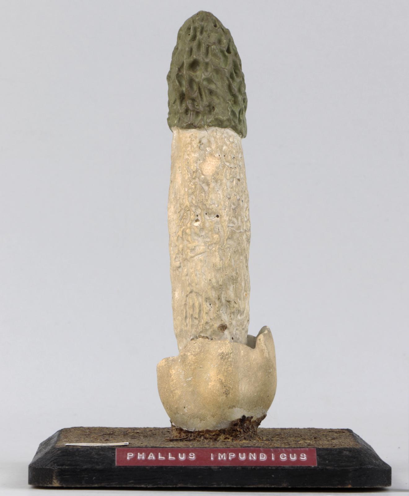 Modelo de Phallus impudicus