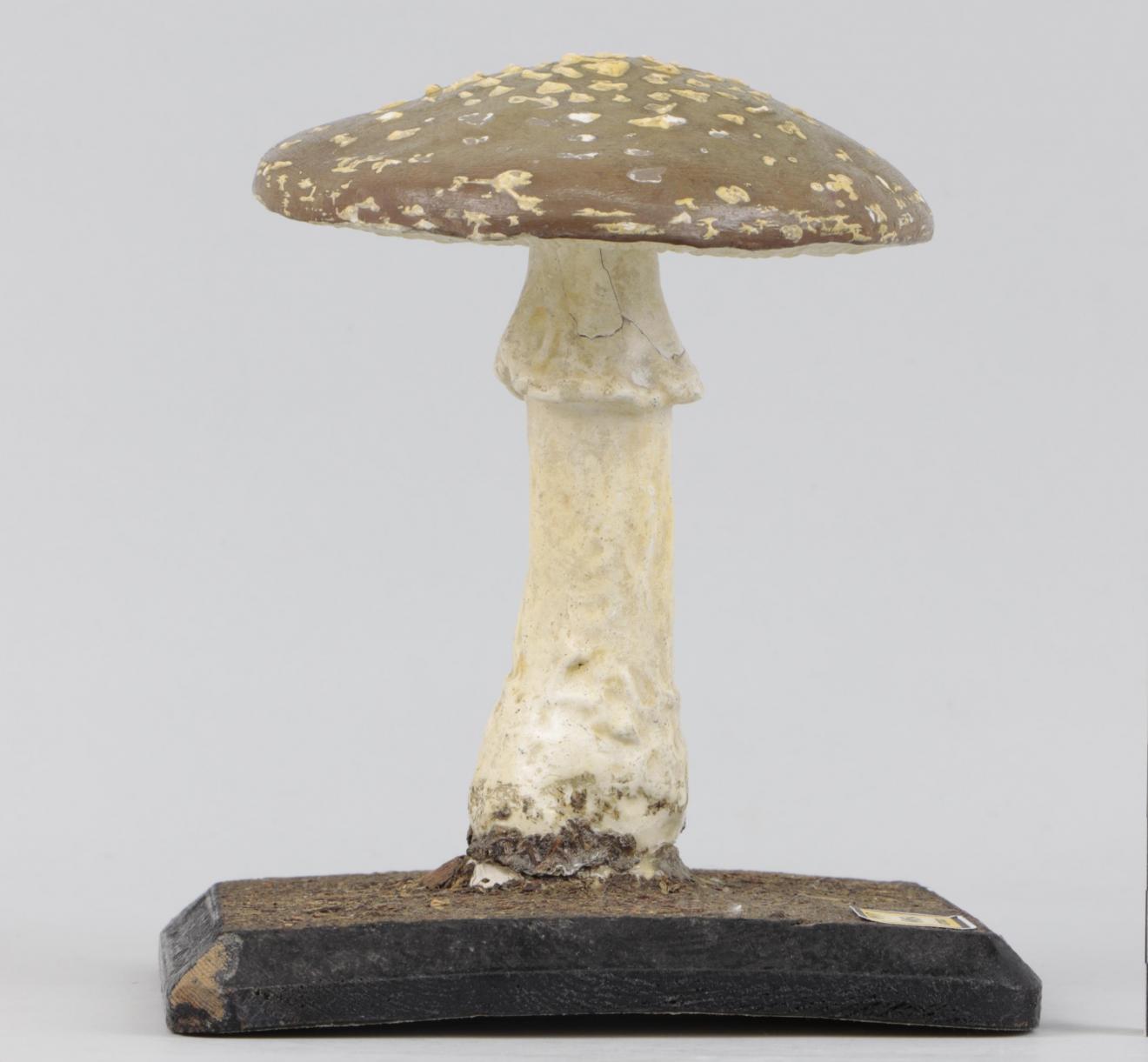 Modelo de Amanita pantherina 