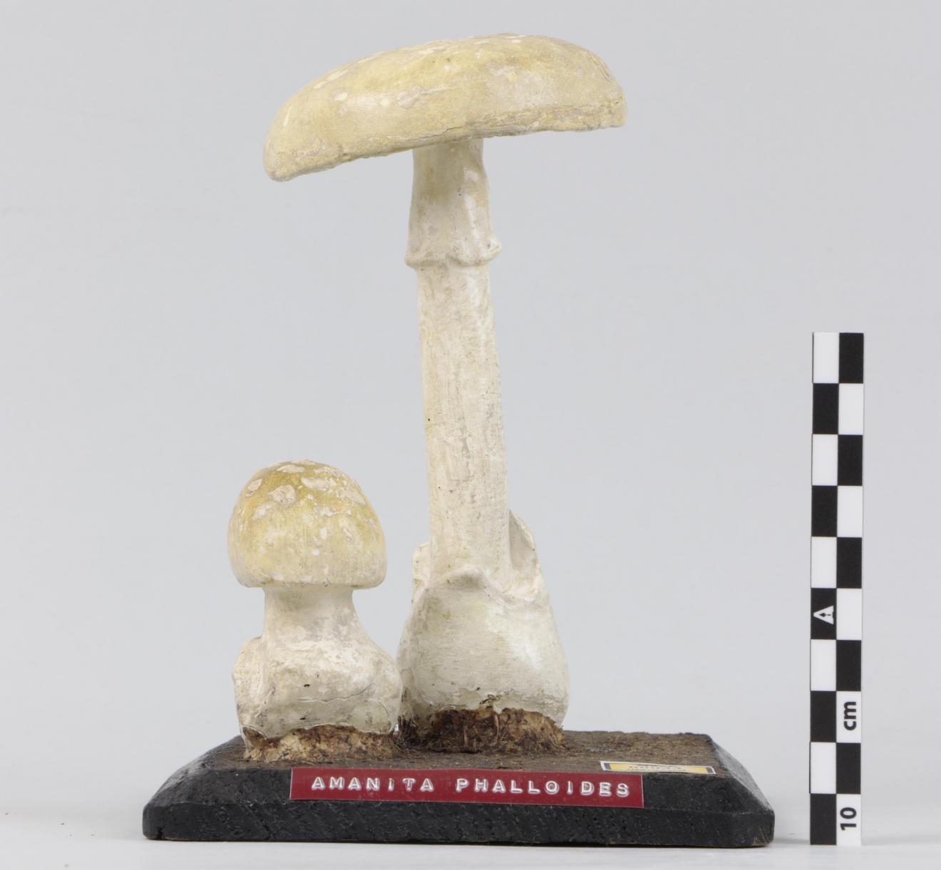 Modelo de Amanita phalloides