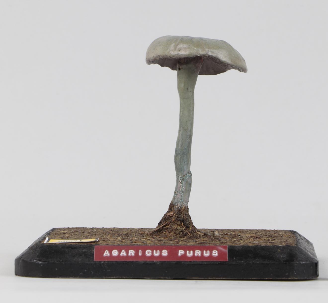 Modelo de Agaricus purus