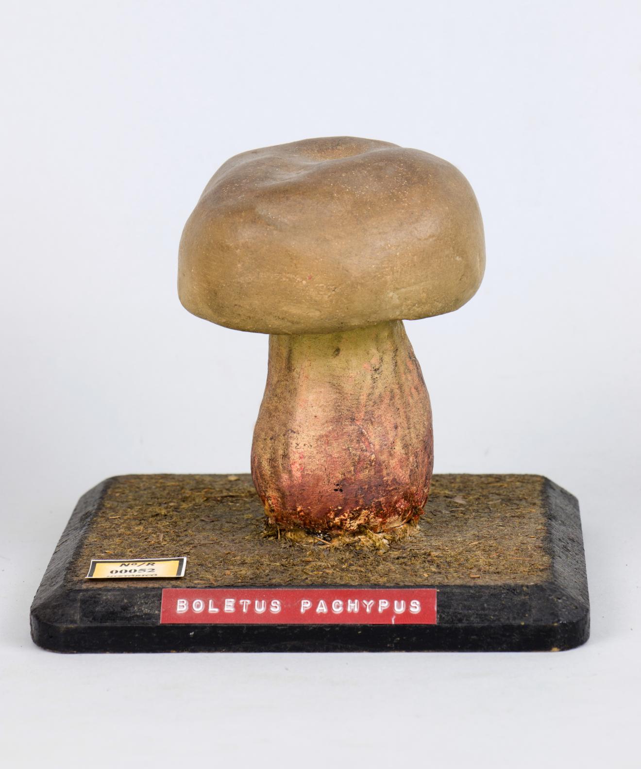 Modelo de Boletus pacypus
