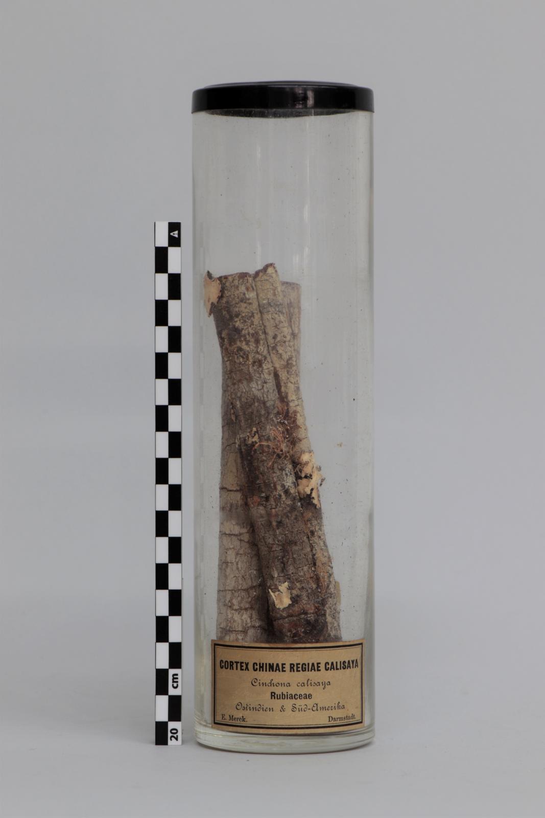 Bote de vidrio con “Cortex chinae regiae calisaya”