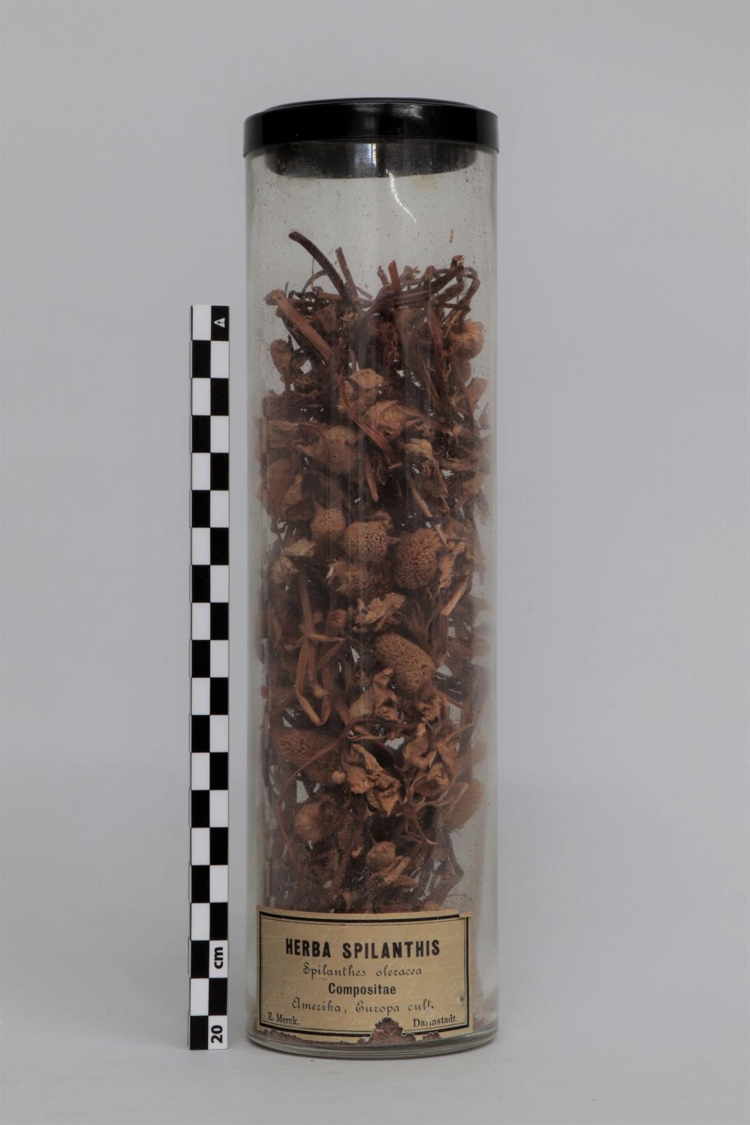 Bote de vidrio con “Herba  spilanthis”