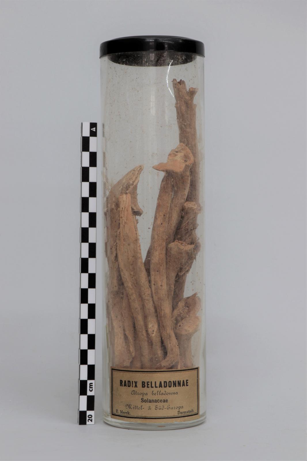 Bote de vidrio con “Radix  belladonnae”
