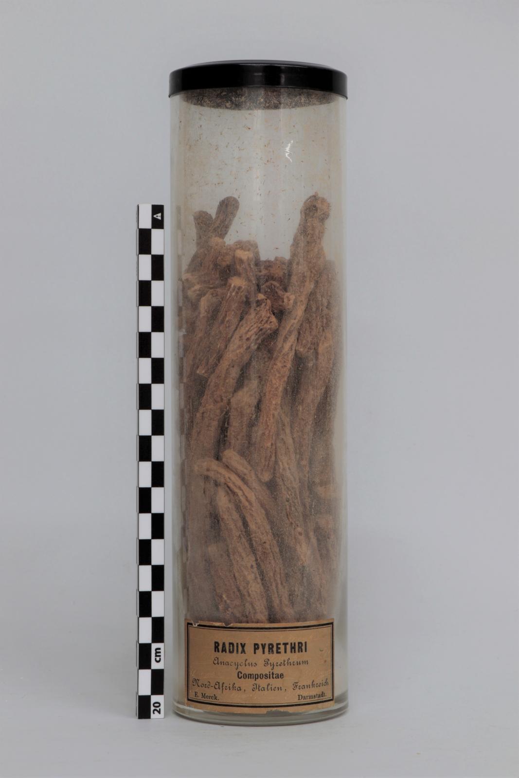  Bote de vidrio con “Radix  pyrethri”