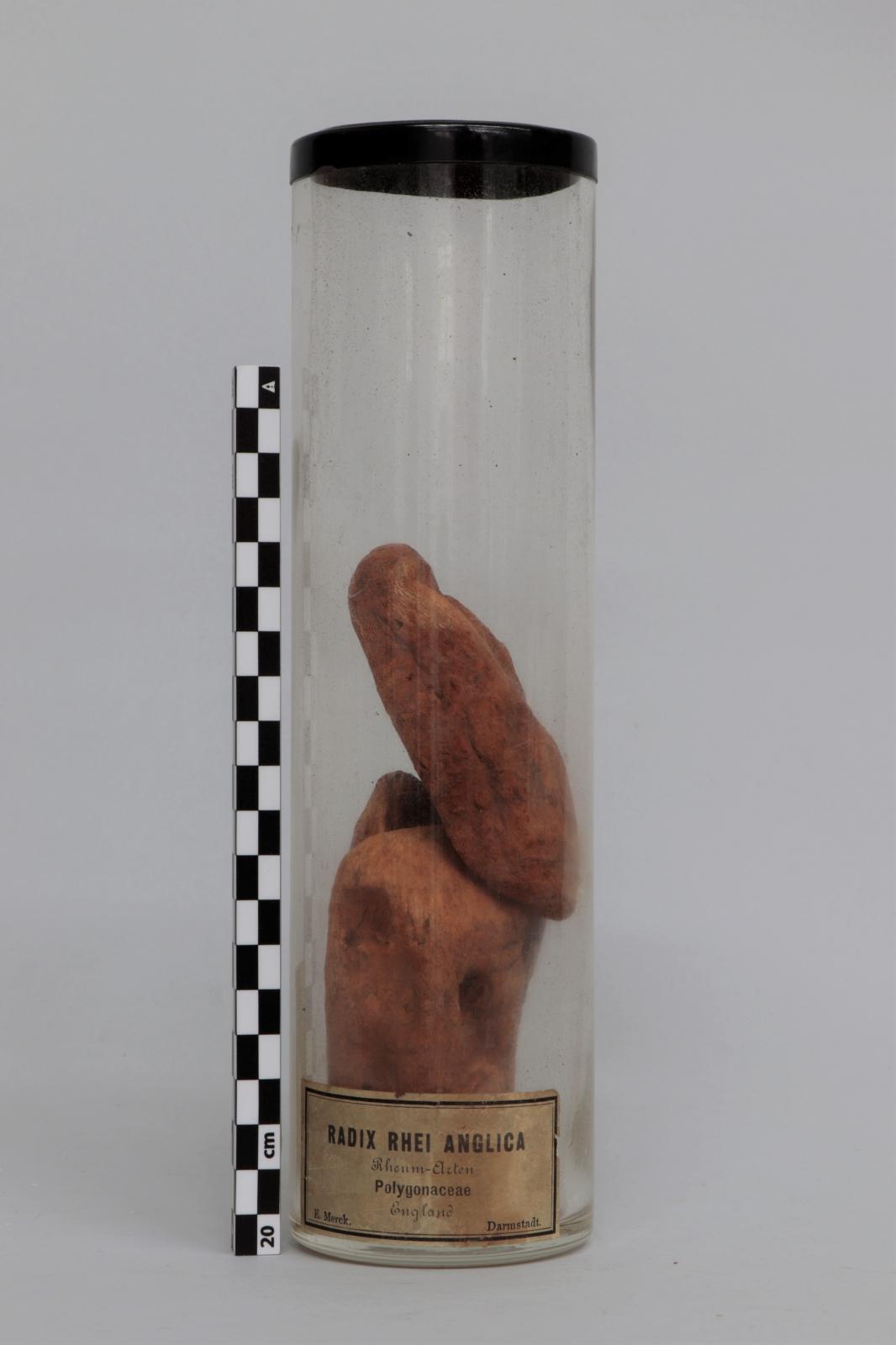 Bote de vidrio con “Radix  rhei anglica”