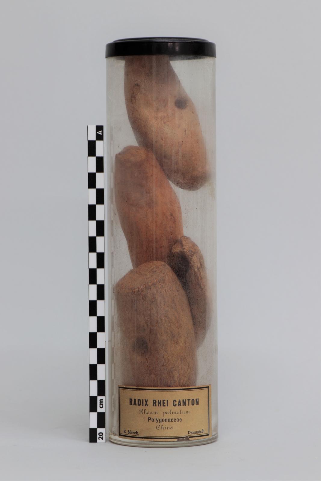 Bote de vidrio con “Radix  rhei canton”