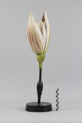 Modelo de espiguilla de gramínea