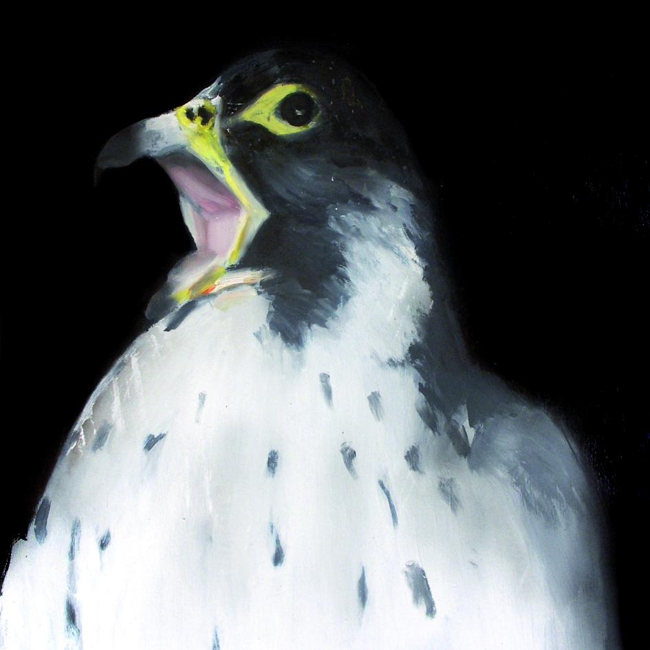 Halcón representado desde el busto hasta la cabeza, con el pico abierto, sobre fondo negro