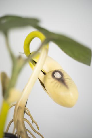 Detalle de la emergencia de la raíz.