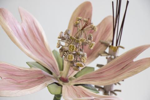 Detalle de los pétalos y los estambres