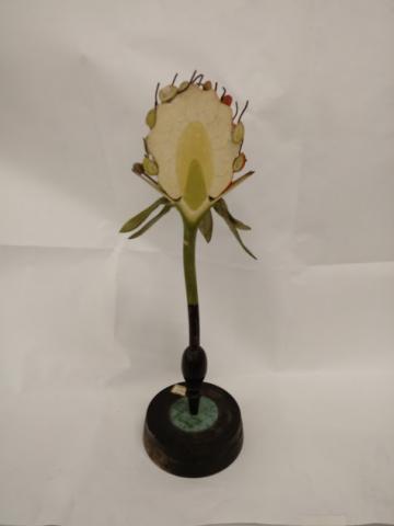 Cara posterior del modelo