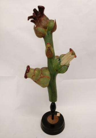 Vista posterior donde se observa el corte de uno de los primordios