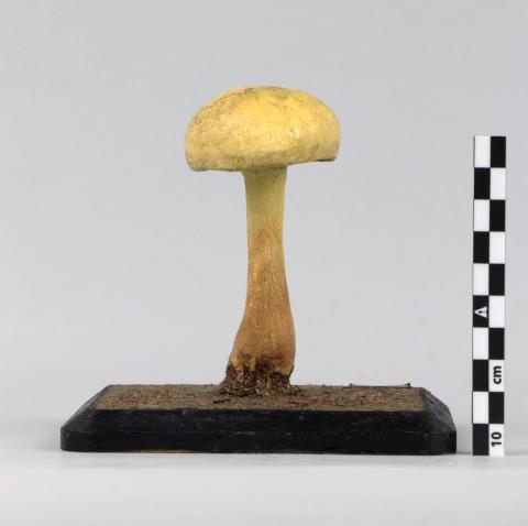 Vista trasera del Modelo de Agaricus flavidus