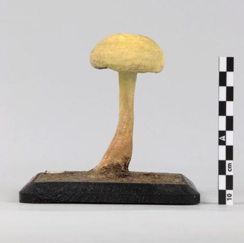 vista posterior del Modelo de Agaricus flavidus