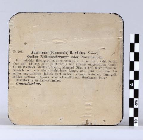 Reverso de la peana donde aparecen impresas identificación y descripción del ejemplar.