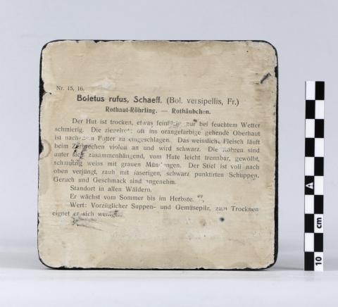 Reverso de la peana donde aparecen impresas identificación y descripción del ejemplar.