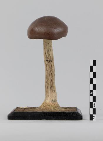 Vista del lateral derecho