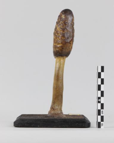 Vista posterior del ejemplar