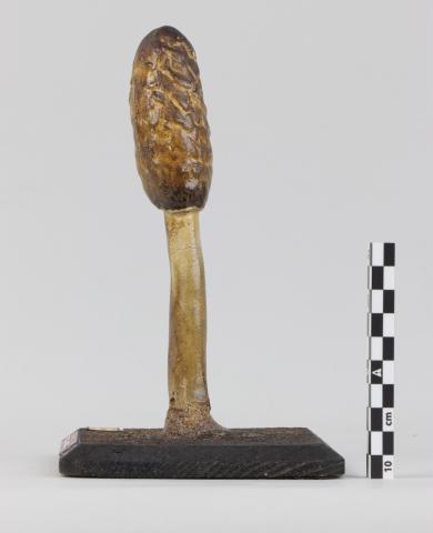 Vista lateral del Modelo de Coprinus comatus