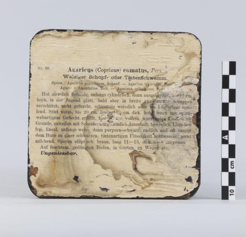 Reverso de la peana donde aparecen impresas identificación y descripción del ejemplar.