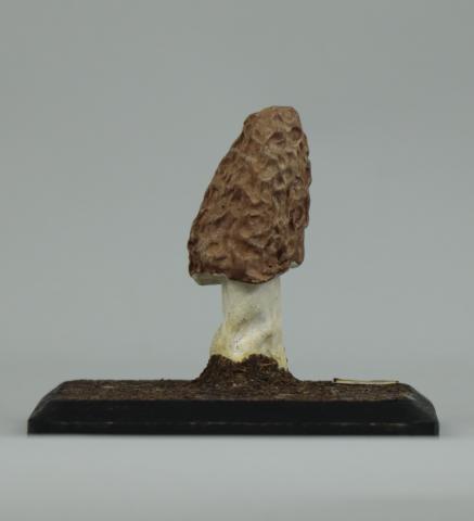 Modelo de Morchella bohemica