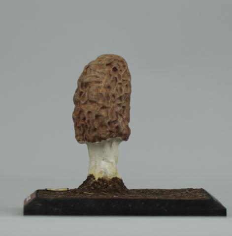 Vista del lateral izquierdo del Modelo de Morchella bohemica