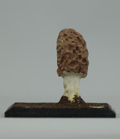 Vista del lateral derecho del Modelo de Morchella bohemica