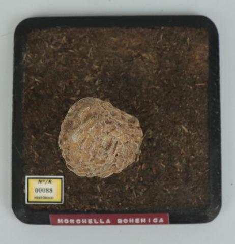 Vista cenital del Modelo de Morchella bohemica