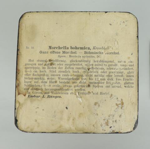 Reverso de la peana donde aparecen impresas identificación y descripción del ejemplar.