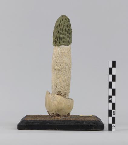 Vista trasera del Modelo de Phallus impudicus