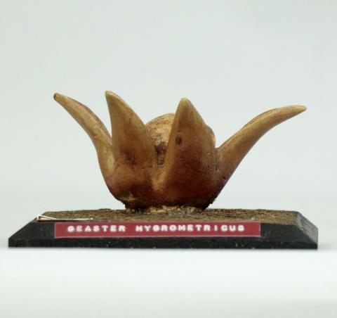 Vista frontal del modelo