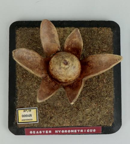 Vista cenital donde se aprecia la estructura en forma de flor o estrella