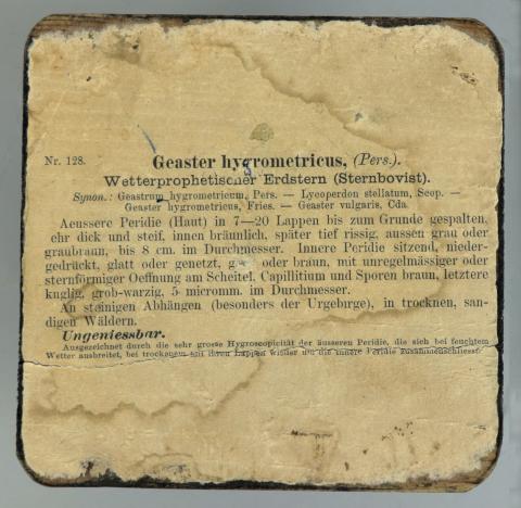 Reverso de la peana donde aparecen impresas identificación y descripción del ejemplar.