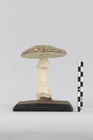 Vista trasera del Modelo de Agaricus pantherinus