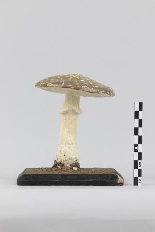 Vista lateral del Modelo de Agaricus pantherinus