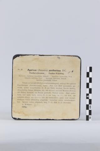 Texto impreso con la identificación y descripción del ejemplar