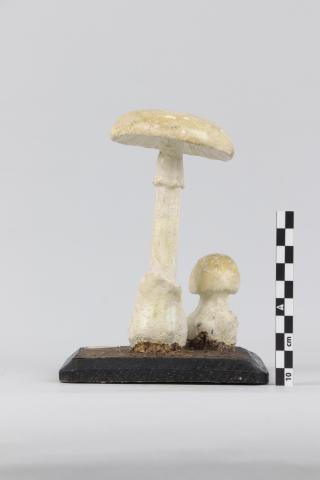 Vista trasera del Vista trasera del Modelo de Amanita phalloides