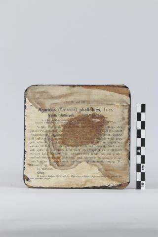 Reverso de la peana donde aparecen impresas la identificación y descripción del ejemplar.