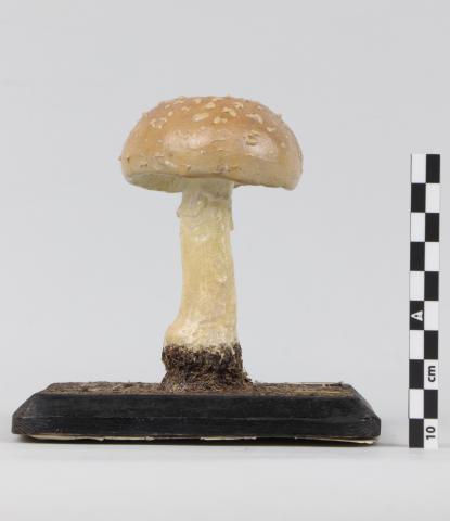 Vista trasera de la pieza