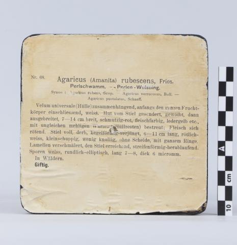 Reverso de la peana donde aparecen impresas identificación y descripción del ejemplar.