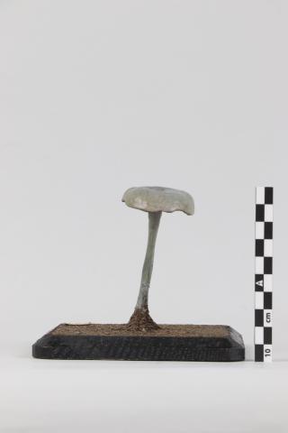 Vista posterior del Modelo de Agaricus purus