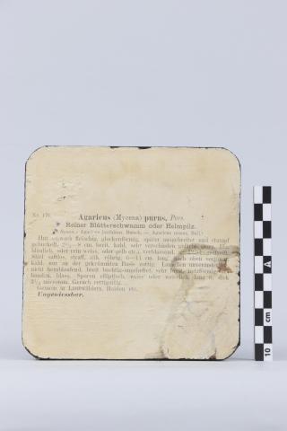 Reverso de la peana donde aparecen impresas identificación y descripción del ejemplar.