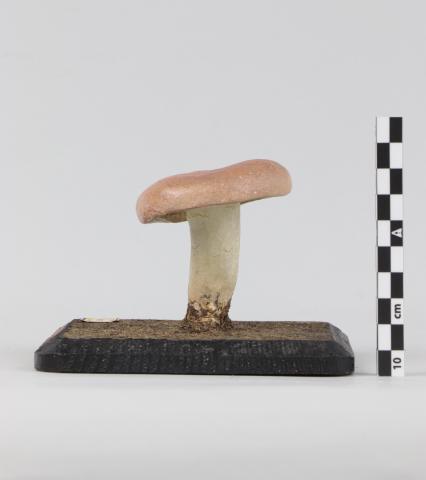 Vista lateral del Modelo de Russula rosacea