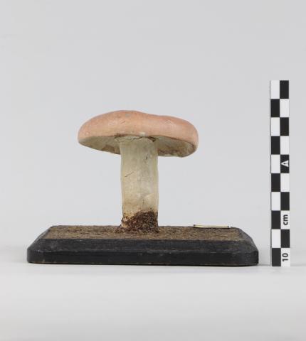 Vista posterior del Modelo de Russula rosacea