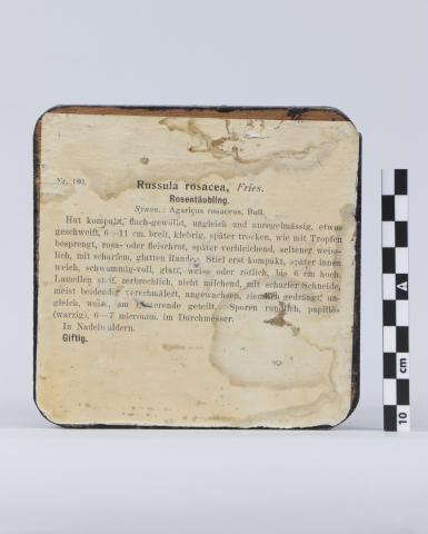 Vista del documento adherido en el reverso de la base donde se identifica y describe al ejemplar.