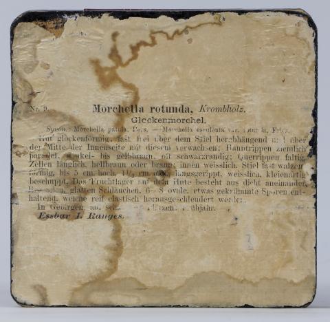 Reverso de la peana donde aparecen impresas identificación y descripción del ejemplar.