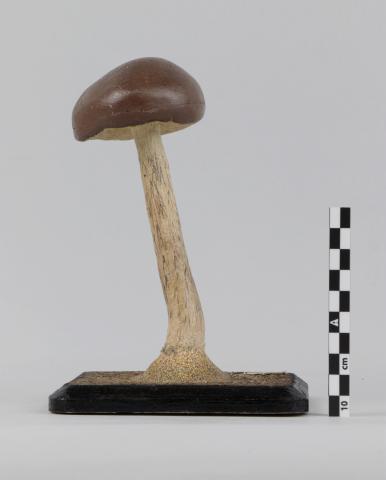 Vista posterior del ejemplar